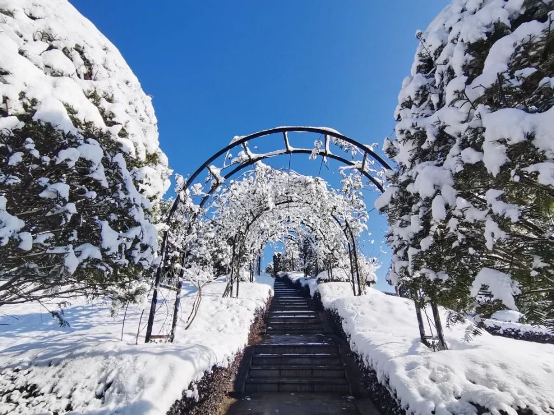雪落玉龙，三冬含暖。